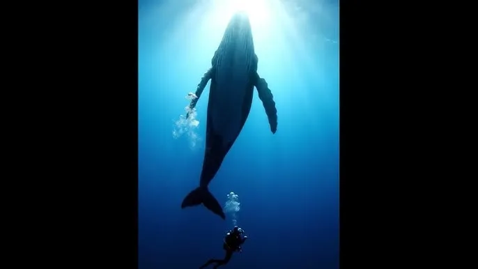 日本理论电影 在线 - 深蓝星球：探索海洋深处的未知世界
